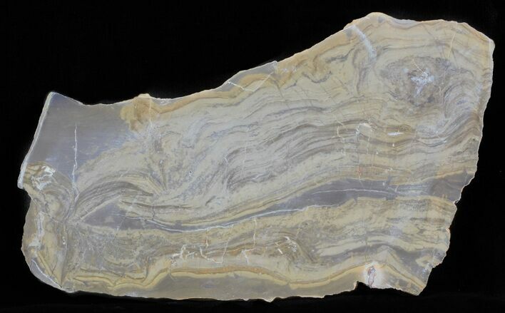 Devonian Stromatolite Slab - Orkney, Scotland #61077